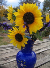 Picture of Sunflowers in a blue vase